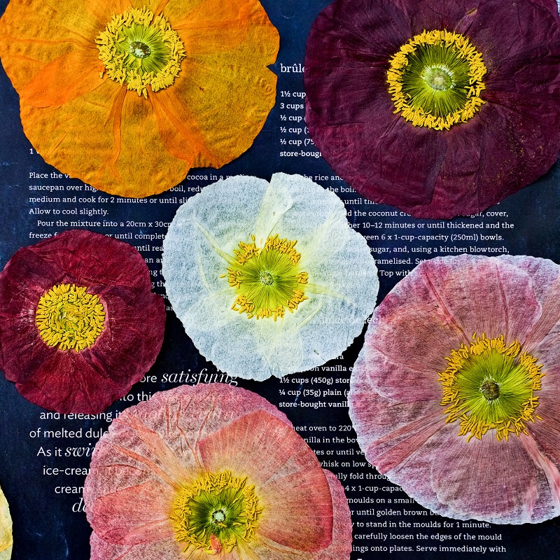 1pcs,Nature Field Poppy Presse – обзор и цена Resin Art Workshop