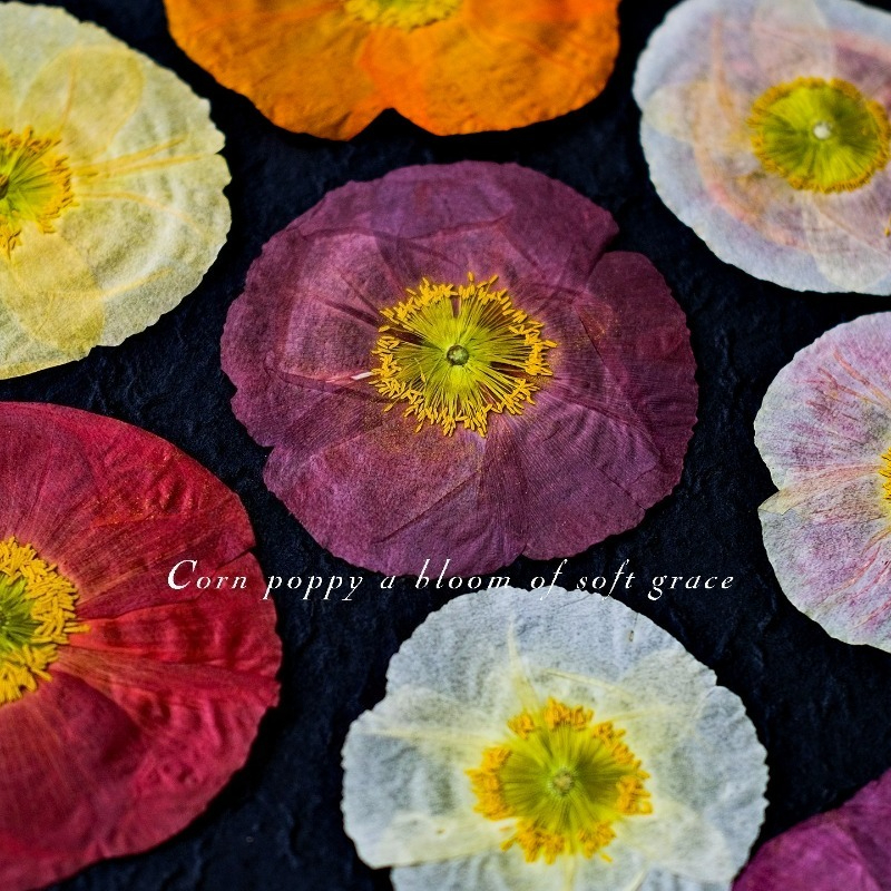 1pcs,Nature Field Poppy Presse – обзор и цена Resin Art Workshop