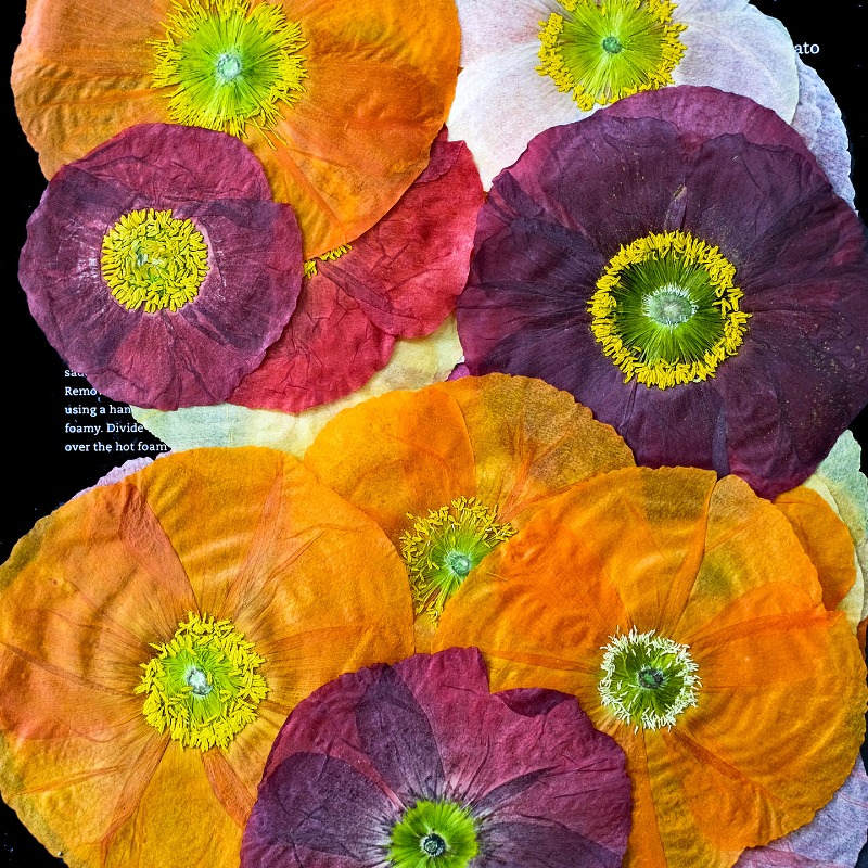 1pcs,Nature Field Poppy Presse – обзор и цена Resin Art Workshop